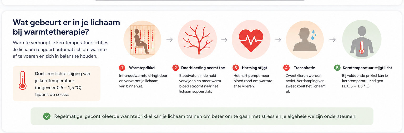 Infographic: zo reageert het lichaam op warmtetherapie — warmteprikkel, toenemende doorbloeding, stijgende hartslag, transpiratie en een licht stijgende kerntemperatuur